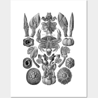 Ernst  Haeckel Cirripedia Crab Black & White Posters and Art